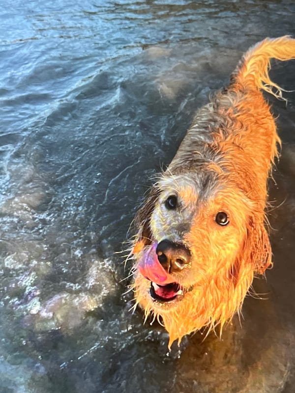 Dog in the surf, coastal cliffs, and a Pride parade moment.