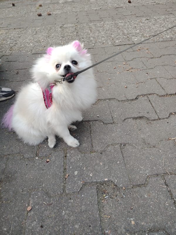 Pink-dyed Pomeranian spotted during evening walk in Berlin