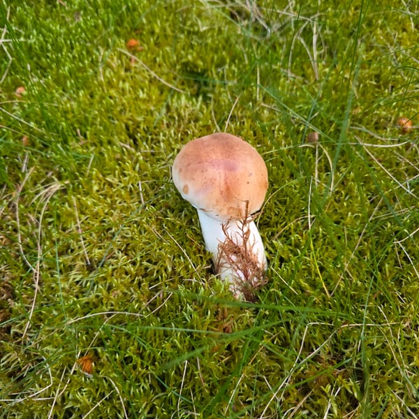 Forest hiking with dogs and mushroom foraging in Bulgarian mountains