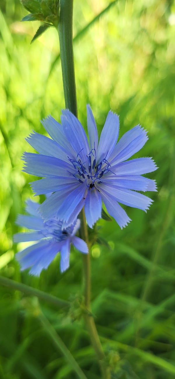Wildflowers and garden blooms in a Ukrainian village, July morning