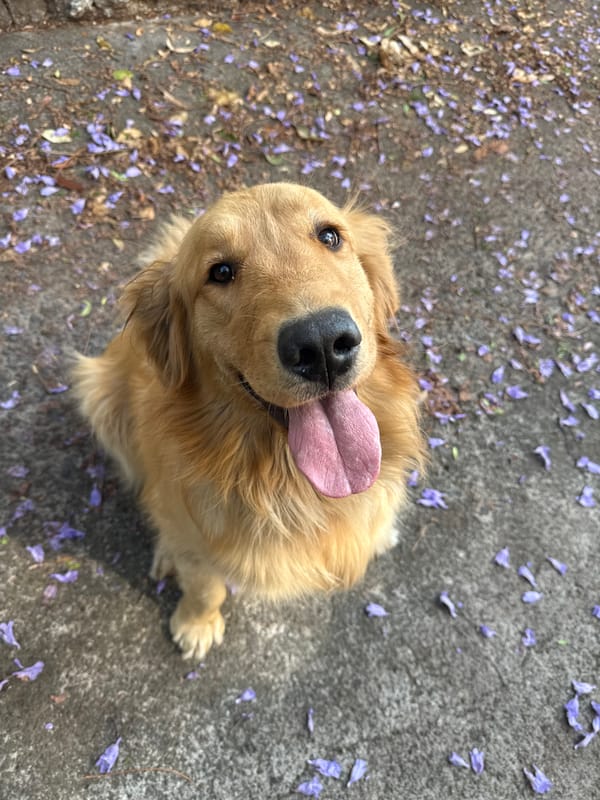 Golden retriever rests among Jacaranda flowers in Naucalpan