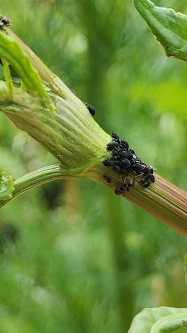 Moscow garden scenes captured: allium flowers, lily pond, ant-aphid interactions