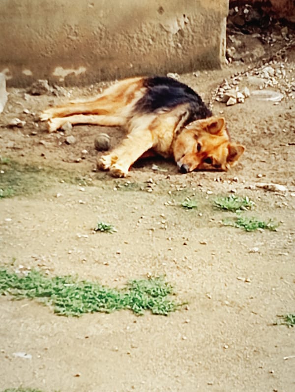 German Shepherd rests in dirt yard in Lassan, Pakistan