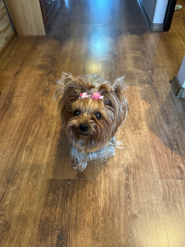 Yorkshire Terrier with pink bows photographed during rainy day