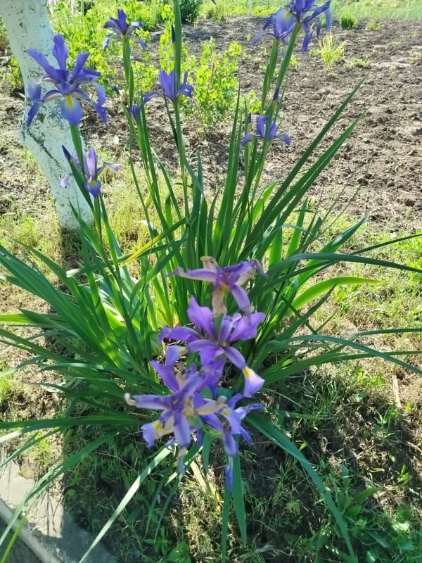 Morning park walk documents blooming flowers and sunny scenery