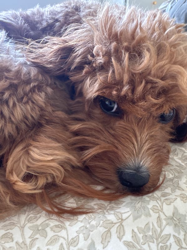 Curly-haired dog photographed resting in Boca Raton