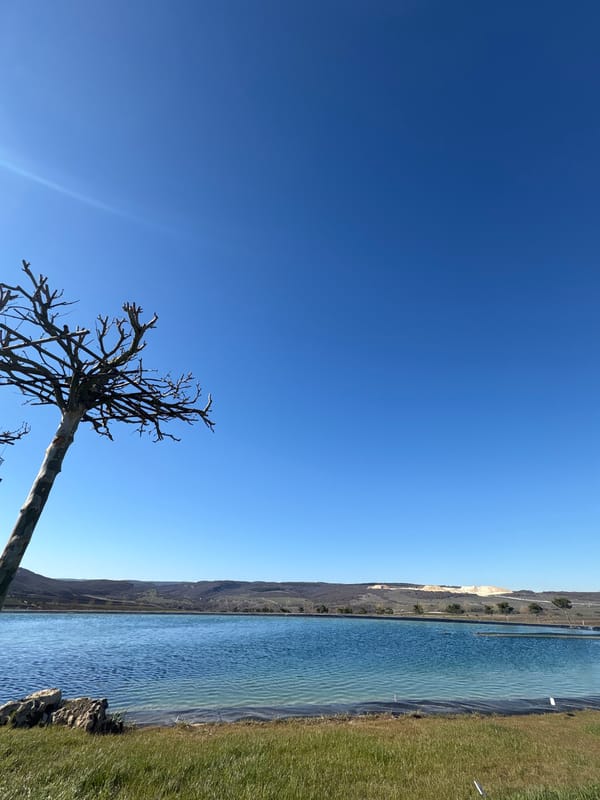 Bare trees under clear skies in Ukrainian village