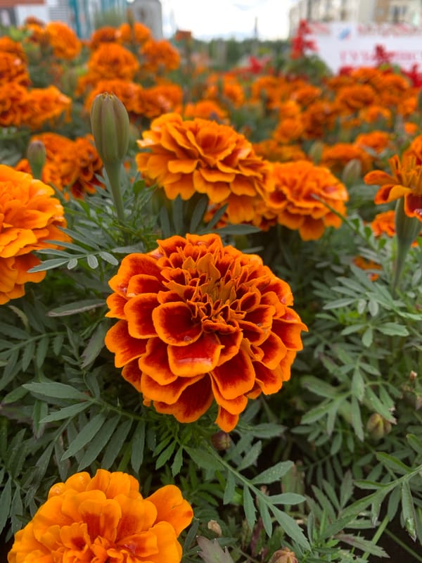 Ornamental garden in Gubkinsky: flowers and decorative pond