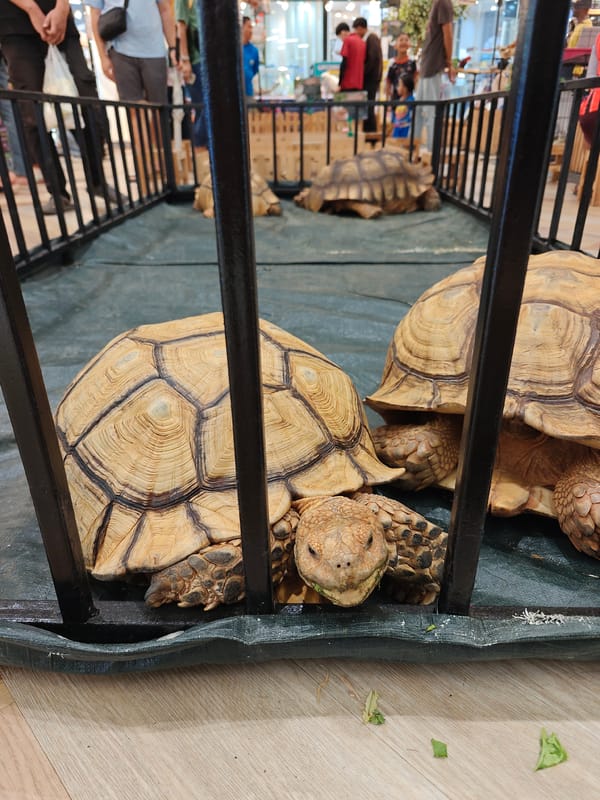 Exotic animals on display at a Thep Krasatti pet market