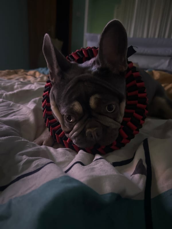 French Bulldog relaxing around the house on a quiet evening