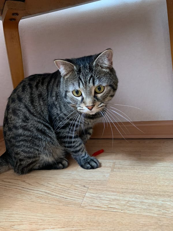 Tabby cat explores indoor spaces across multiple room angles