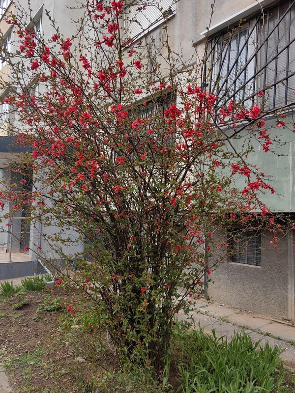 Spring morning moments captured around Sofia barbershop and streets