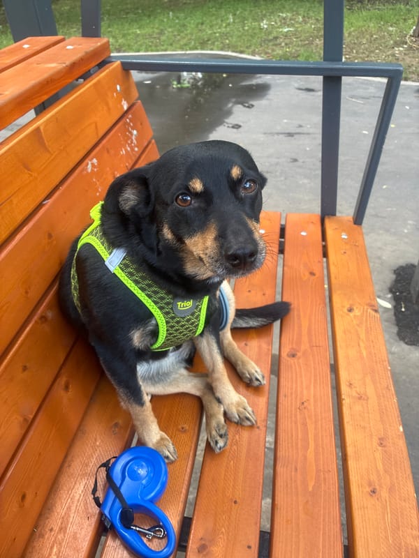 Dog on a park bench in Moscow, June afternoon
