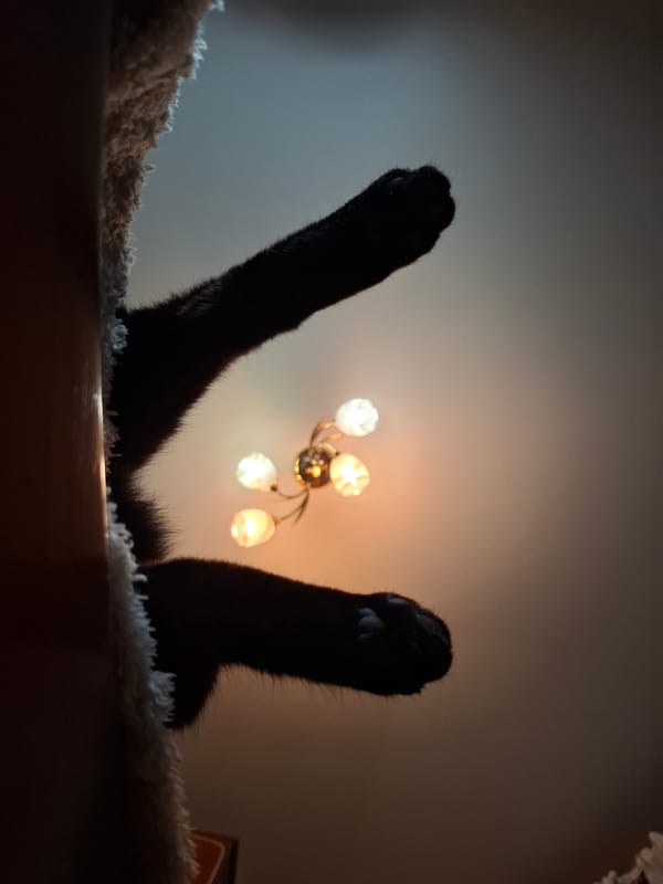 Black cats lounging on textured surfaces in Khlevnoye, Russia