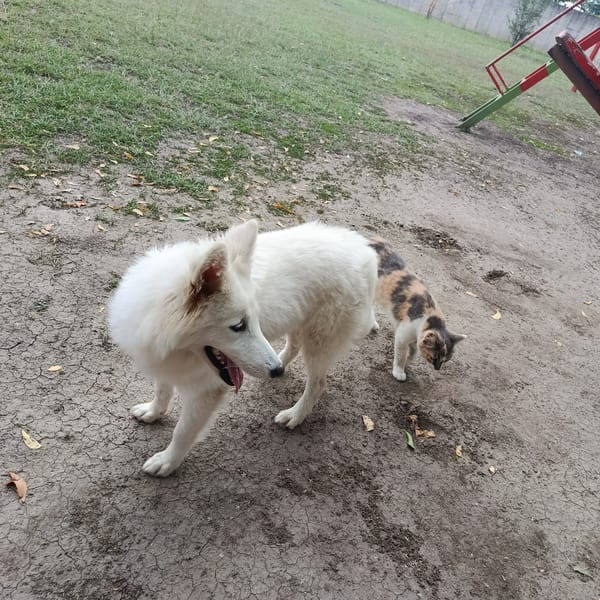 White dog and calico cat spotted in Los Guayos