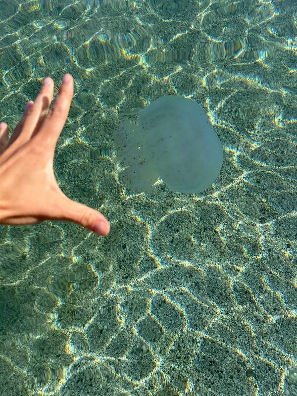 Person reaches toward jellyfish in shallow Turkish coastal waters