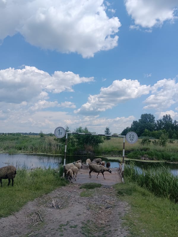 Sheep and goats graze across riverside fields and grassy hills