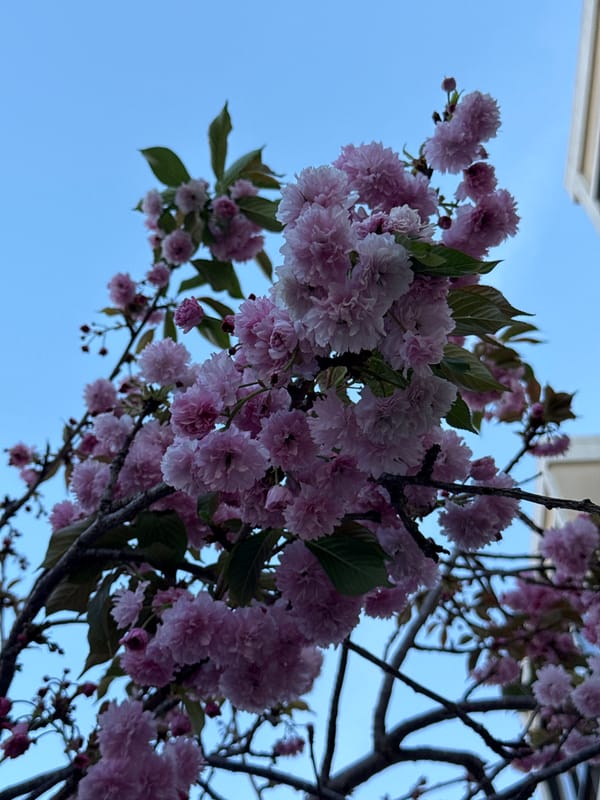 Cherry blossoms bloom in San Francisco during early morning hours