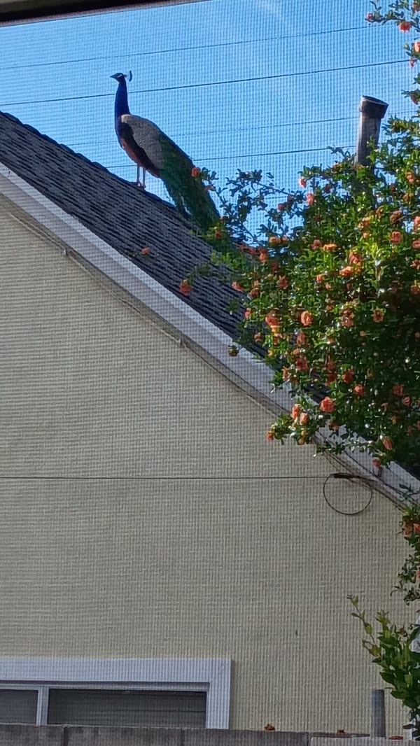 Peacock spotted on rooftop in Los Angeles