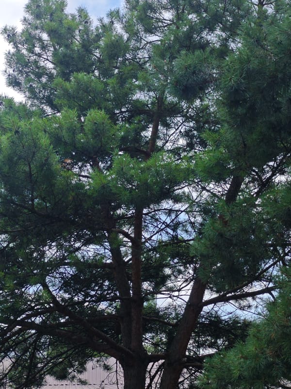 Morning stroll: pine trees, street flowers, and a cathedral glimpse