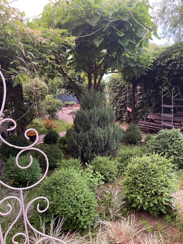 Peaceful garden documentation captured in Radisne, Ukraine during summer evening