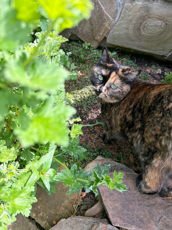Garden wildlife photography session documented in Chaikovsky, Russia