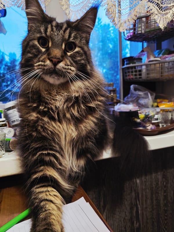Domestic afternoon: Maine Coon cat, kitchen scenes, craft supplies documented