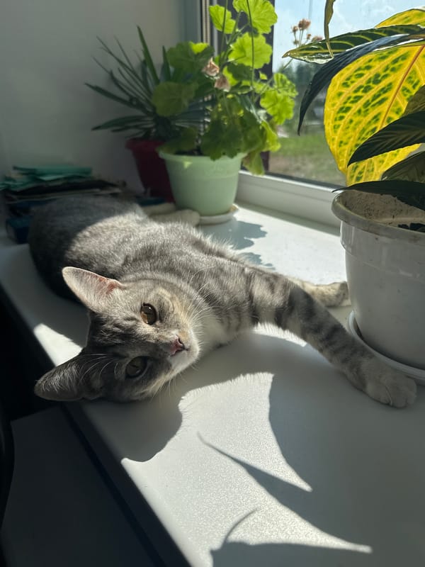 Tabby cat soaks up sun on a Vereshchagino windowsill