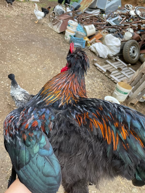 Farm animals photographed in rural Bulgaria