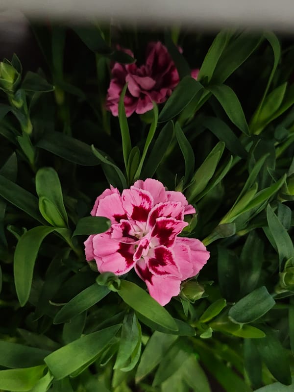 Pink carnations photographed in bloom in Vinnytsia, Ukraine