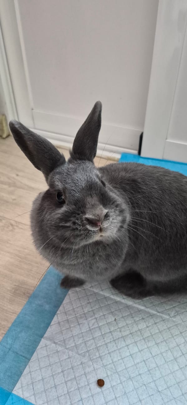 Grey rabbit and a cactus, indoors in Ussurijsk