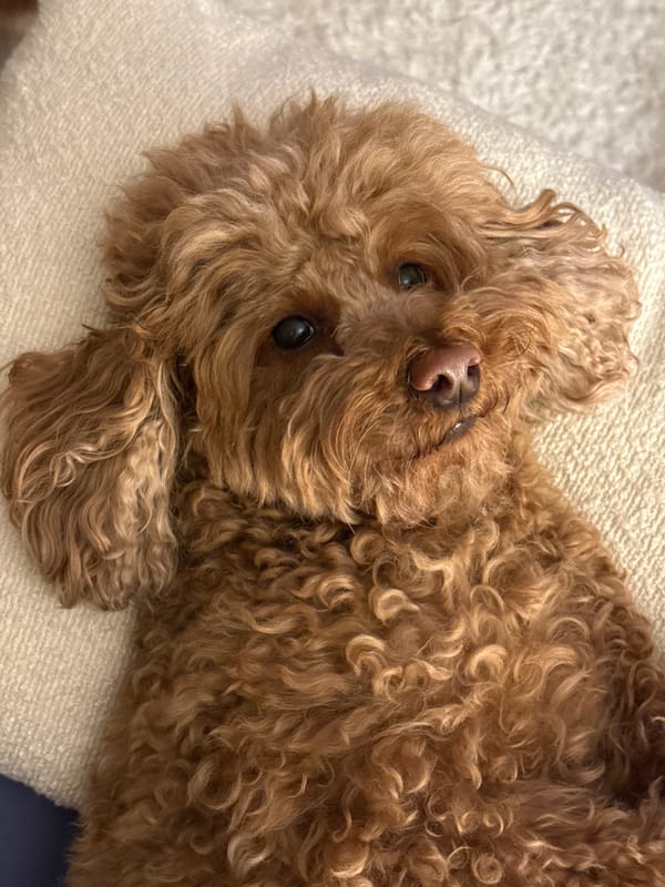 Small curly-haired dog rests on blanket in Tbilisi