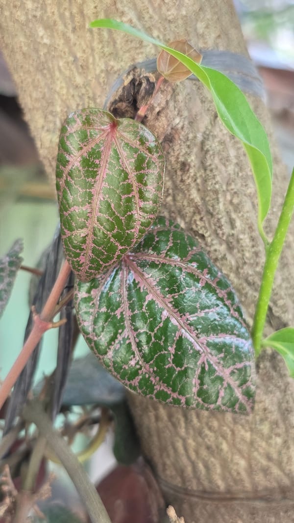 Tropical flora and fauna documented in Lhokseumawe garden