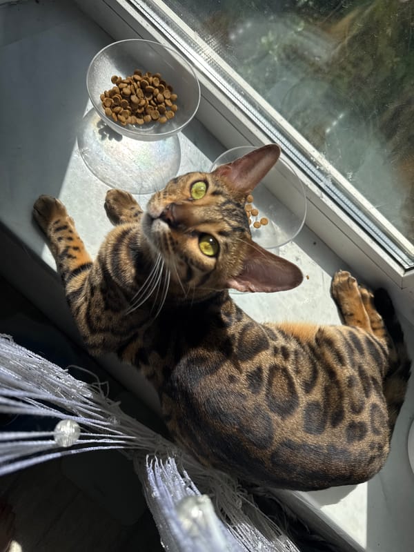 Bengal Cat Spends Morning on Windowsill with Owner