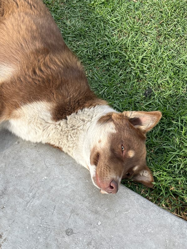 Dog enjoys attention in La Paz public space