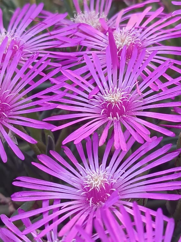 Botanical photography session documents flowers, insects in Viadana, Italy