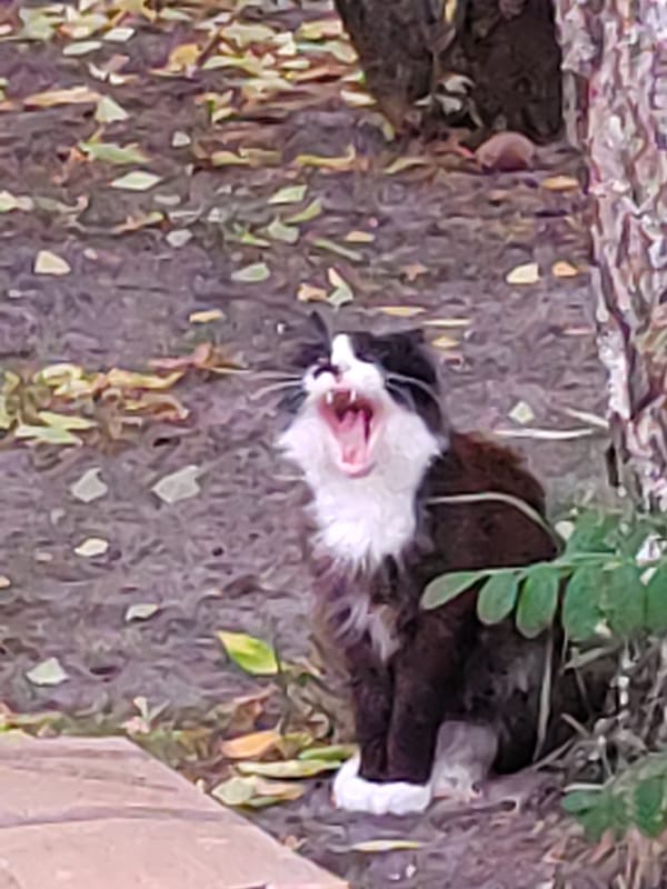 Street cats lounge and groom in a Brest courtyard