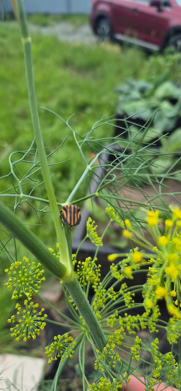 Summer afternoon in a garden: insects, blooms, and a passing helicopter