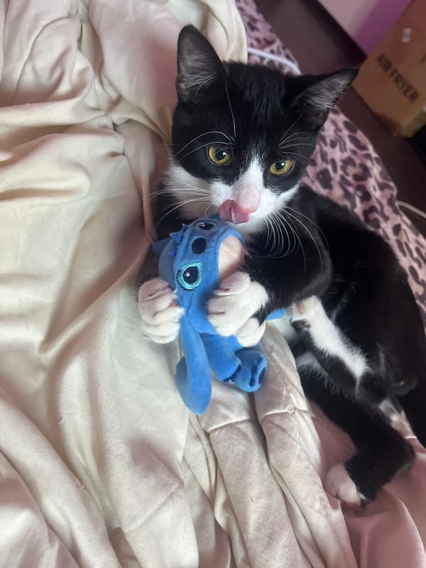 Cat plays with toys and owner on bed