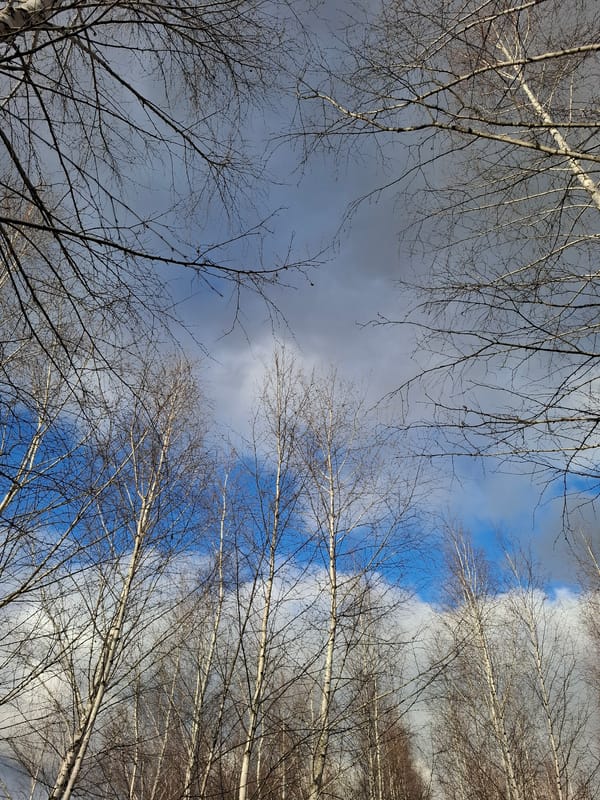 Spring nature scenes documented in Russian village forest