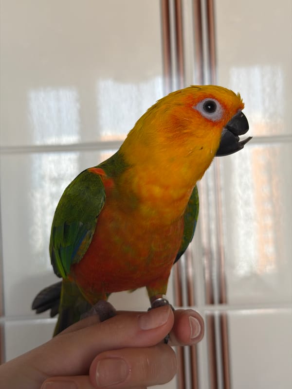 Morning moments in Khimki: pet parrot and wet street scenes