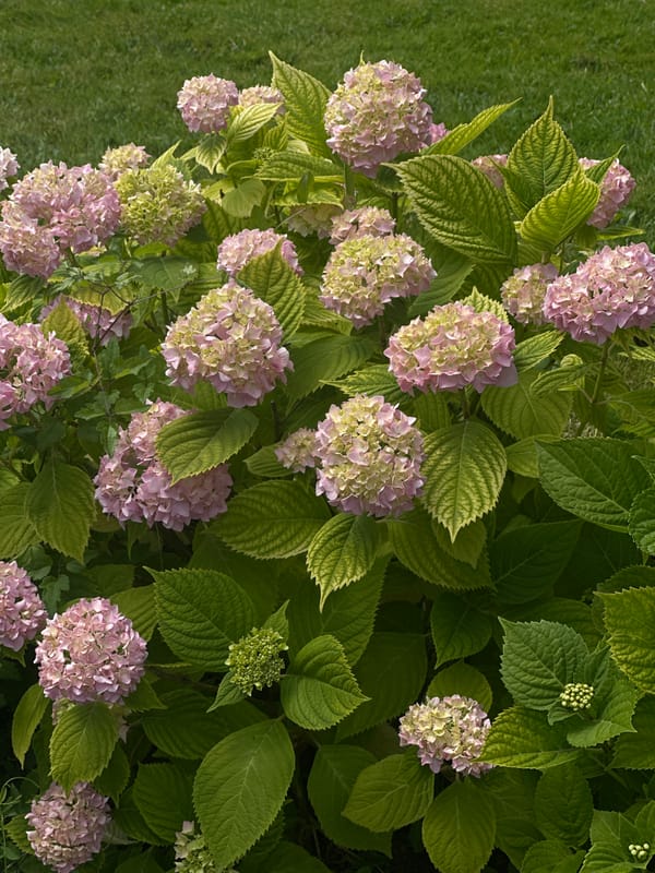 Hydrangeas and green spaces in a Sofia urban park