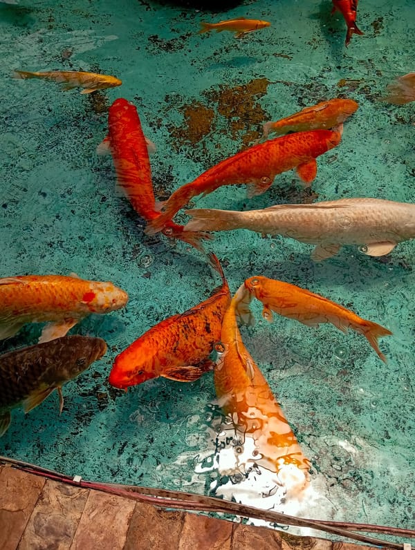 Aquatic displays with koi ponds and aquariums documented in Pampatar