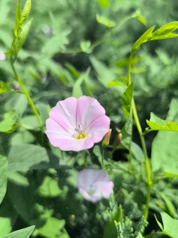 Summer morning details from a Dnipro park and street