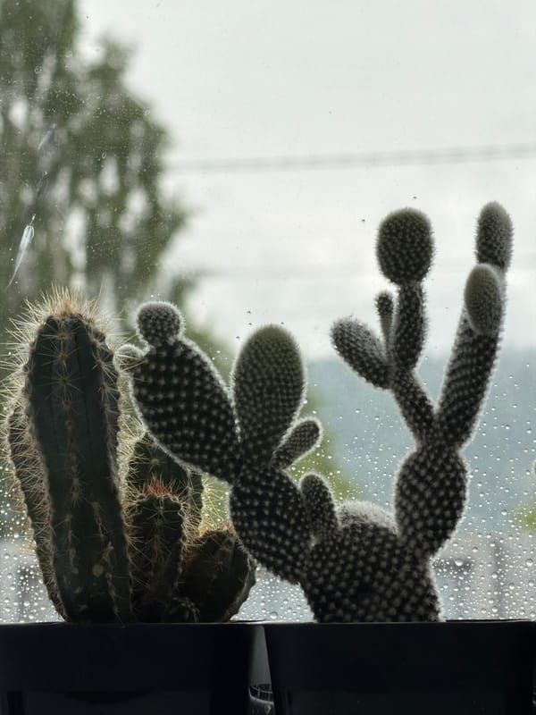 Rainy morning at home, with cacti, a cat, and golden domes outside