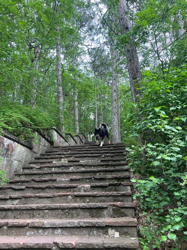 Dog and mountain path scenes documented in wooded area