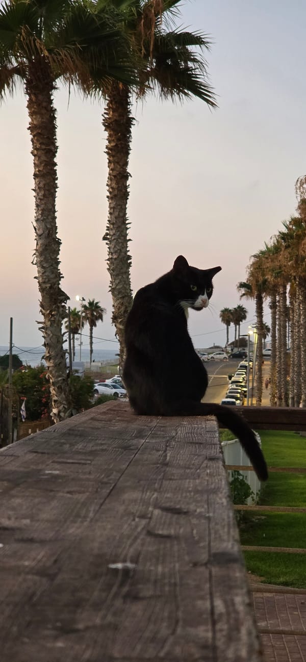 Cat on a railing at sunset, Bat Yam seafront.