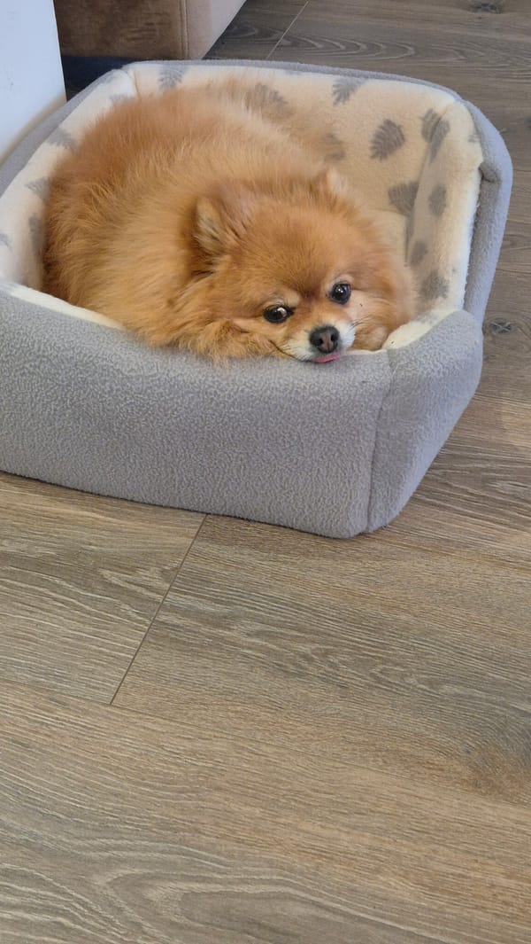 Pomeranian dog rests in pet bed in Sliven home