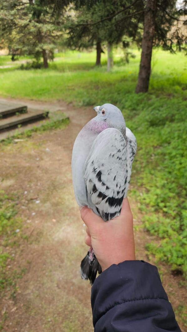 Person holds pigeon in Stara Zagora park