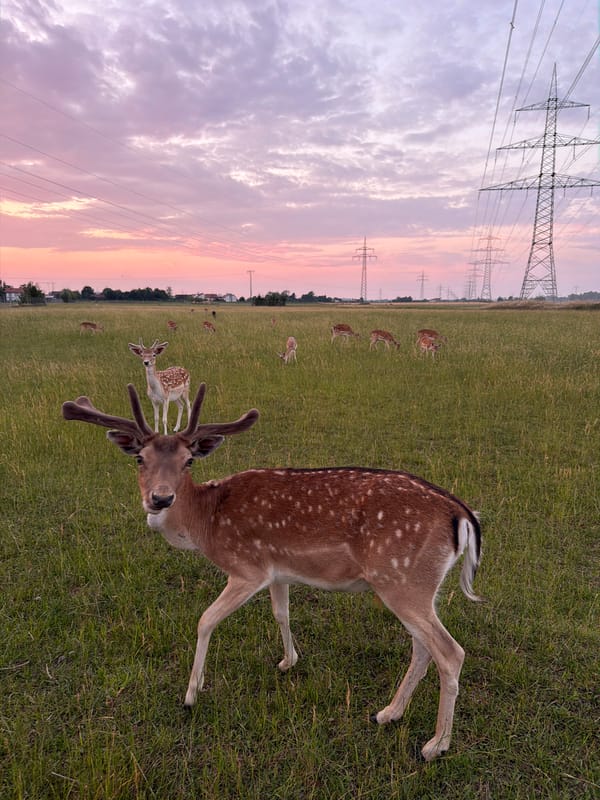 Fallow deer herd at dusk in a Pliening meadow